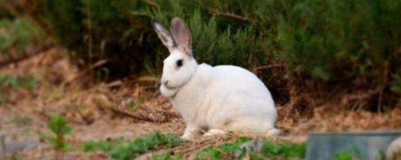 兔的家叫什么（牛的家叫什么）