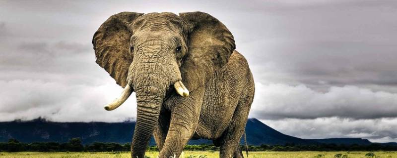 大象是什么颜色的（大象是什么颜色的图片）