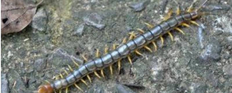 蜈蚣属于昆虫类的吗（蜈蚣是什么类的昆虫）