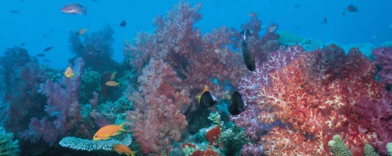 大海有什么植物或动物 大海有什么植物和动物