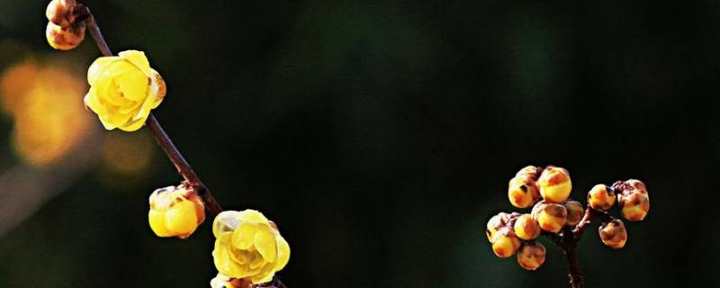 冬天里的腊梅怎么形容（冬天里的腊梅怎么形容句子）