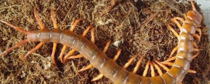 蜈蚣是什么动物 蜘蛛是什么动物