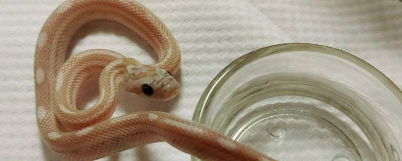 冬天蛇会出来吗（蛇会在冬天出没吗）