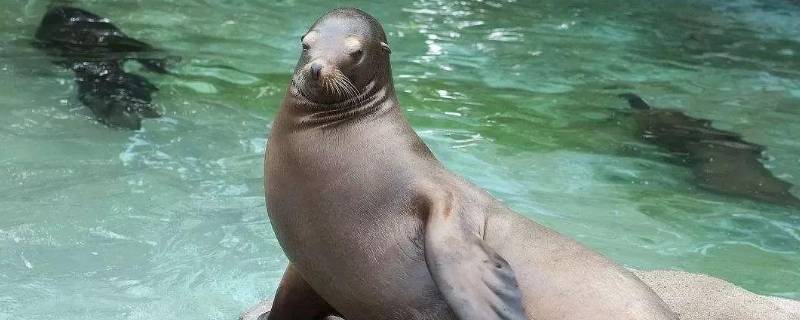 到南方的动物有哪些 储存食物的动物有哪些动物