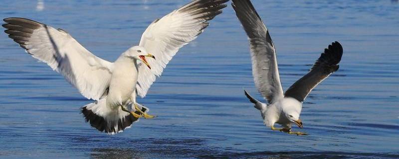 海上清洁工的海鸟是什么鸟（有海上清洁工的鸟是什么鸟）