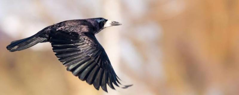 乌鸦吃什么食物为生 乌鸦吃什么食物为生懂啦的视频