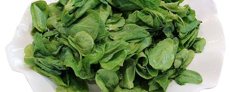 豆妃是什么蔬菜（什么叫豆妃菜）