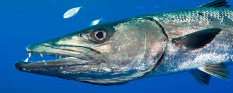 spuddle是什么生物（spuddles是什么生物图片）