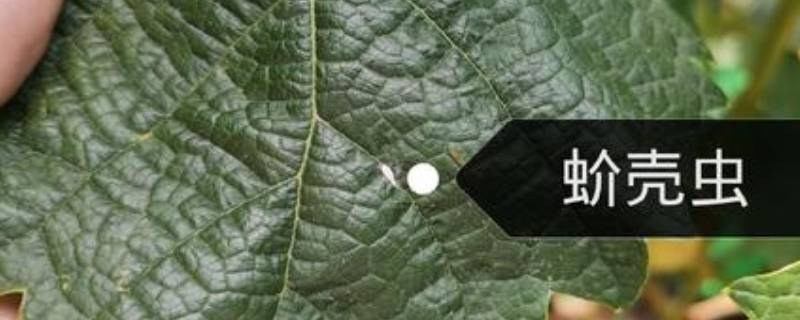 土壤里的蚧壳虫怎样彻底消灭（土壤里的蚧壳虫怎样彻底消灭呢）