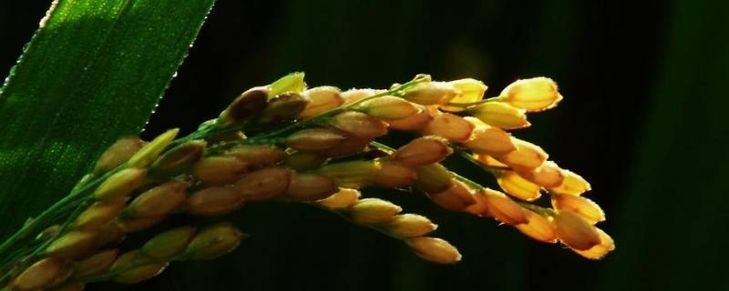 稻穗的象征意义 麦穗干花的寓意是什么