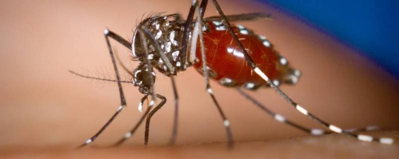 蚊子属于什么类动物（蚊子是属于什么类动物）