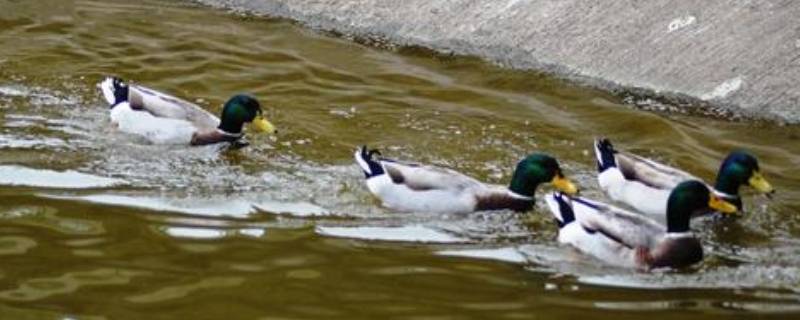 冬天鸭子在室外怕冷吗 冬天鸭子在室外怕冷吗视频