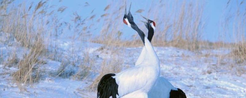 丹顶鹤头顶的羽毛像什么（丹顶鹤头顶的羽毛像什么比喻句）