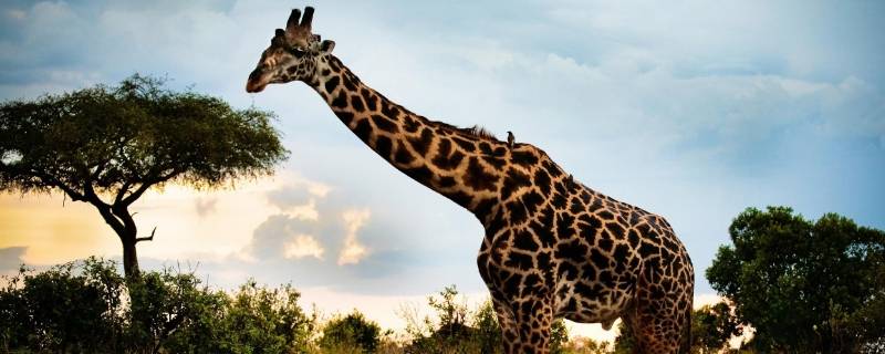 长颈鹿的介绍和特点（长颈鹿的介绍和特点3分钟）