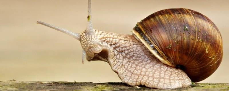 蜗牛是蛋生的吗（蜗牛是蛋生的吗还是熟的）