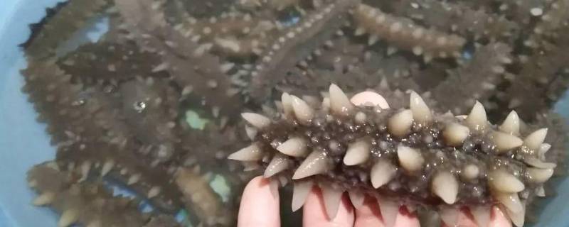 底播海参是什么意思（底播海参是什么意思啊）