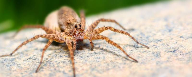 蜘蛛为什么不是昆虫（10000米长的蜈蚣）