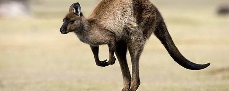 袋鼠的生活特征和生活方式 猫的生活特征和生活方式