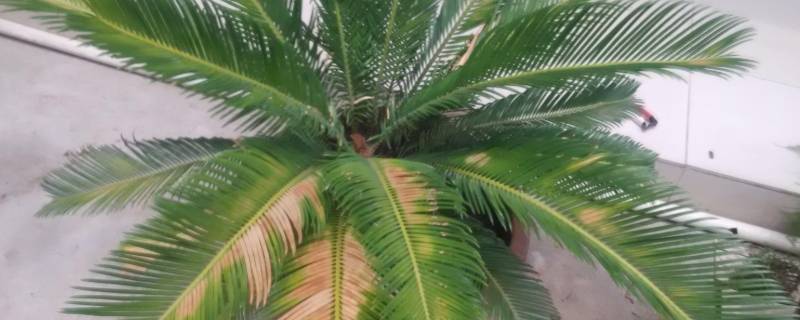 冬天铁树叶子发黄是怎么回事 冬天铁树叶子发黄是怎么回事儿