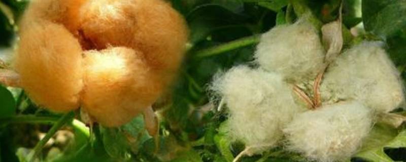 天然纤维有哪些（天然纤维有哪些优缺点）