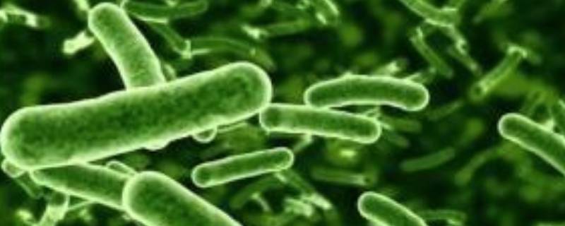 分解者有哪些生物 分解者有哪些生物特征