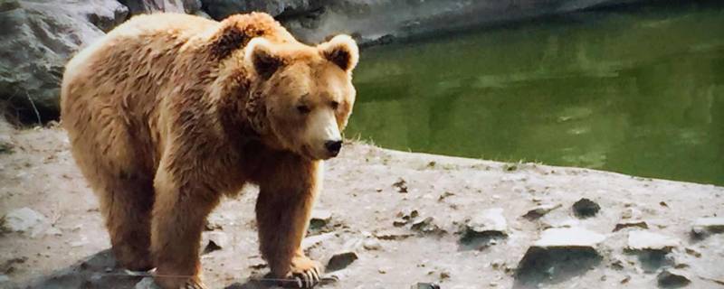 冬天睡觉的动物有什么 冬天睡觉的动物有哪些?