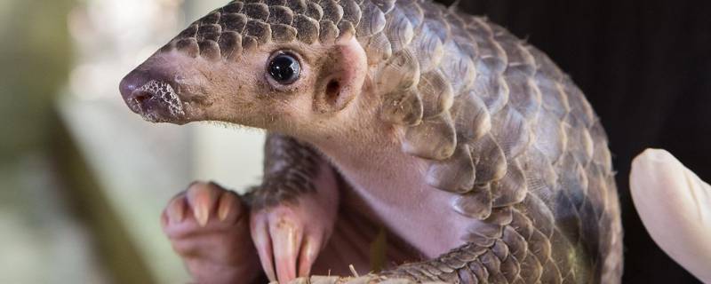 铁衣是什么动物 铁衣是什么动物图片