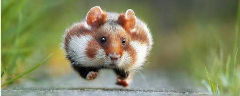 怎样保护野生动物 野生动物大全