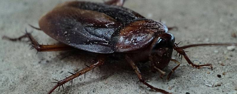 蟑螂怕冷吗会不会冻死 家里放一物绝对没蟑螂
