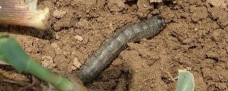 地老虎是什么昆虫（土狗子蝼蛄）
