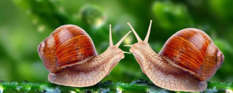 蜗牛冬天冬眠吗 蜗牛 冬眠吗