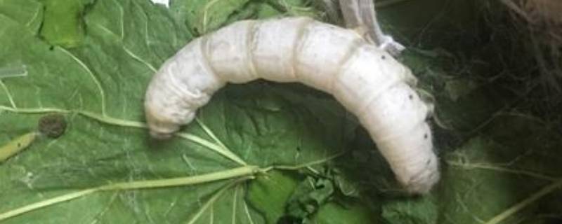 万缕千丝是什么动物 万缕千丝是什么动物