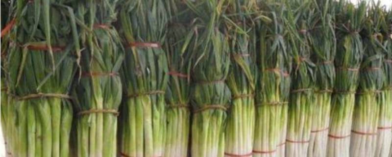 冬天储存大葱怕冻吗 冬天储存大葱怕冻吗为什么