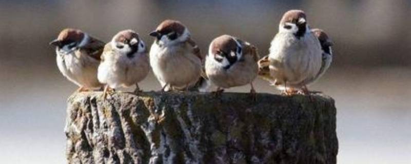 麻雀冬天会被冻死吗（麻雀冬天会被冻死吗为什么）