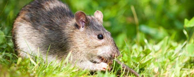老鼠冬眠不 老鼠冬眠不会被饿死吗