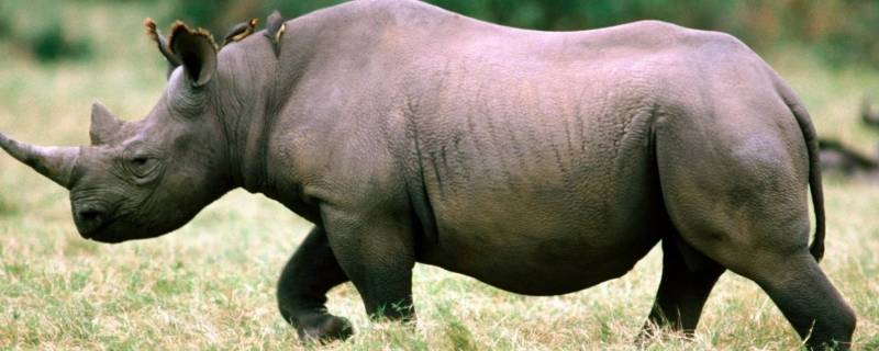 犀牛的繁殖方式（犀牛的繁殖方式摸犭一单）