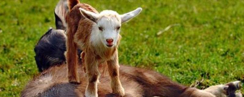 荡气回肠打一个动物（荡气回肠指的是什么动物）