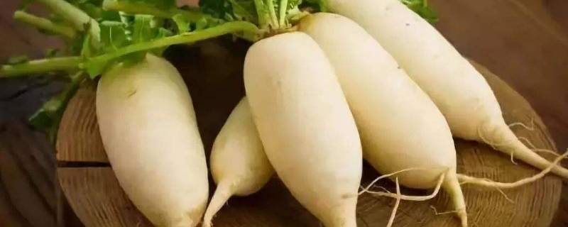 新鲜萝卜怎么保存的更久（新鲜的萝卜怎么储存）
