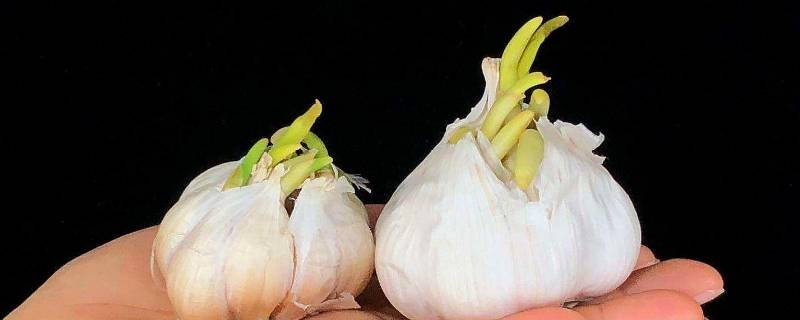 蒜头发芽了还能吃吗 蒜头发芽了还能吃吗怎么种