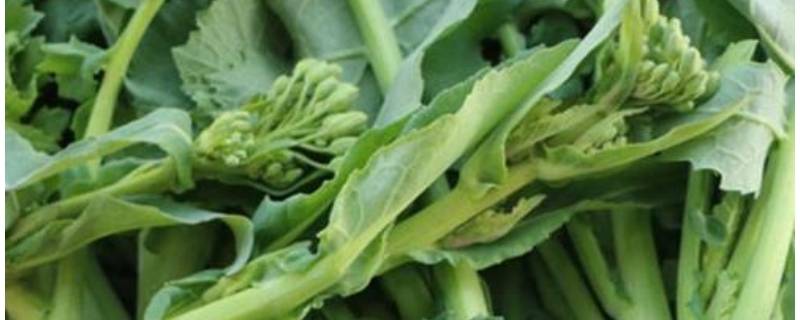 油菜苔怎么炒好吃（油菜苔怎么炒好吃窍门）