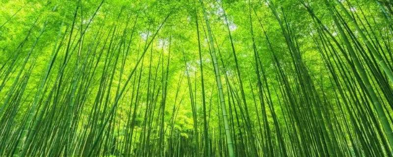 竹的文化寓意 竹的寓意象征是什么