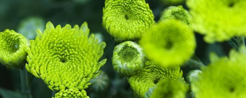 绿菊花的花语和寓意（绿菊花的花语和寓意别名）