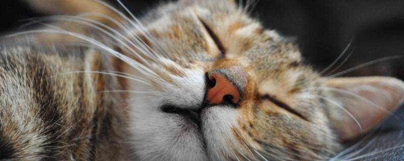 犬科和猫科的区别 狮子是猫科还是犬科