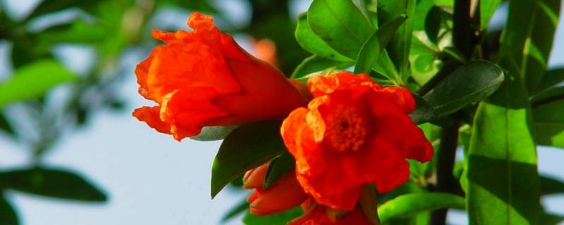 西安的市花是什么名字（西安的市花是啥）