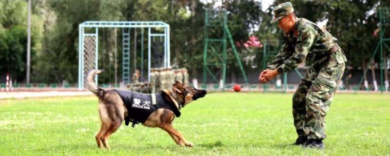 军犬和警犬的区别 警犬为什么不用德牧了
