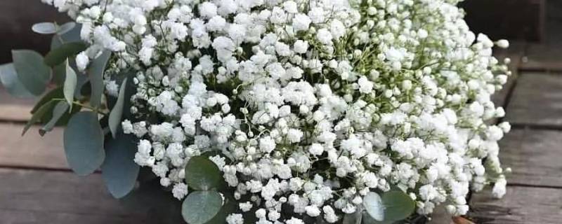 满天星的花语（满天星的花语紫色）