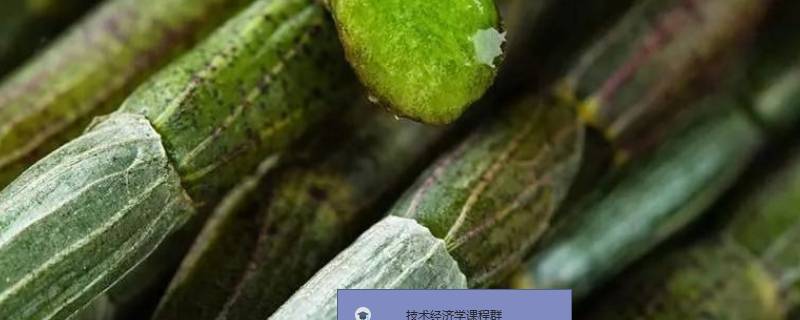 10克石斛有几粒（10克石斛有几粒泡水放多少）