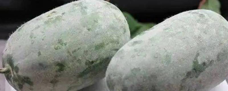 冬瓜皮上的白霜能吃吗 冬瓜皮上的白霜能吃吗