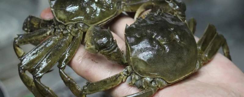 活螃蟹冷冻后还可以吃吗 活螃蟹冷冻后还能吃吗
