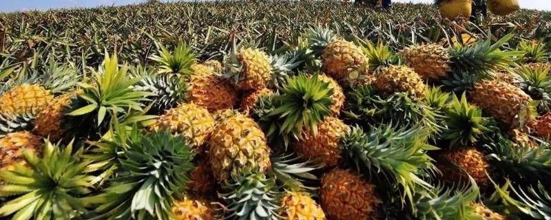 青菠萝可以直接吃吗 青菠萝能直接吃吗